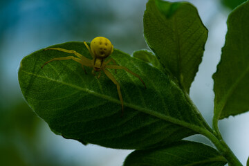 Yellow spider on a leaf