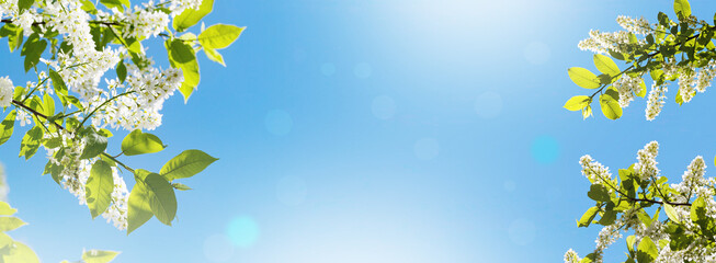 Spring or summer natural floral background or art. Delicate white flowers of bird cherry, nature, blue sky.