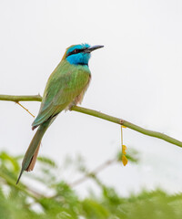 Arabian Green Bee Eater on a tree