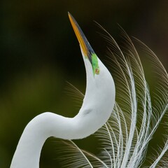 Award winning portrait of a Great Egret displaying in Kissimmee, Orlando, Florida