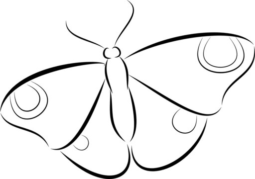 Black and white butterfly, vector graphics.