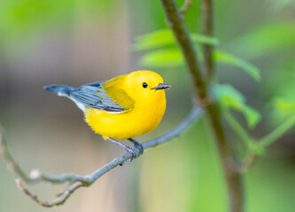 Prothonotary warbler perched on a tree at Magee Marsh Ohio