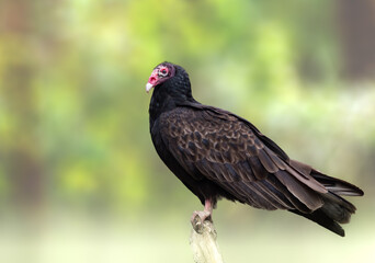 Turkey Vulture perched on a tree in Florida