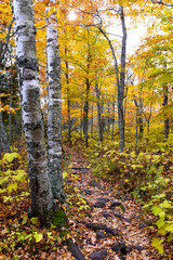 Obraz premium autumn in the forest