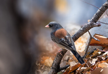 Red-backed Dark-eyed Junco perched on the forest floor