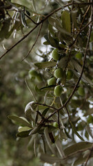 Olive tree after rain. Olive fruits on a branch close-up, selective focus.