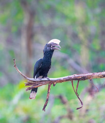 Male Silvery Cheeked Hornbill perched on a tree in Africa