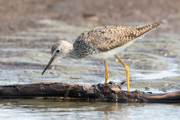 Lesser Yellowlegs wading bird looking for food at shoreline