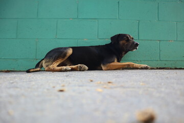 mixed breed black dog sat against a wall on a concrete floor