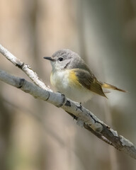 Obraz premium Female American Redstart warbler bird on tree branch in forest