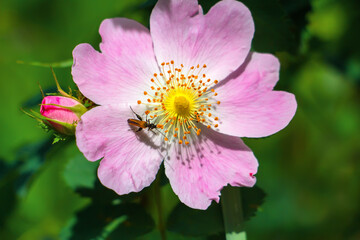 Beautiful pink rosehip flower witha beetle.