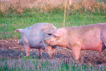 Dutch landrace sow pig in late afternoon sunset lighting, wanders about the her free range pen, Wiltshire UK 