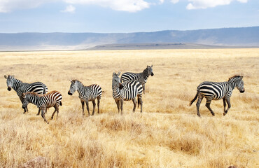 Naklejka na ściany i meble Zebras on grassland savanna in Africa, Maasai Mara National Park, Kenya, african wildlife and safari concept