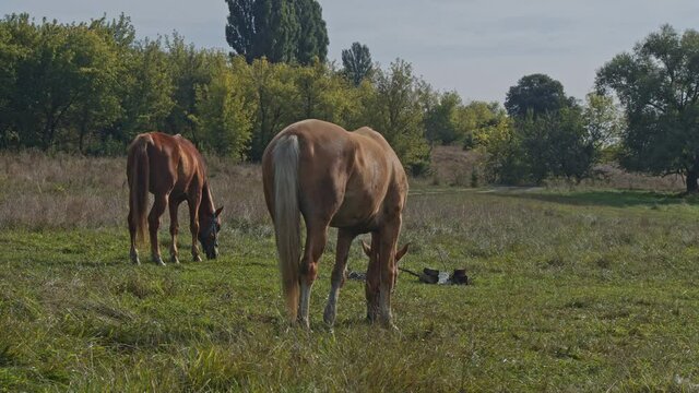 Brown horses in the horse farm