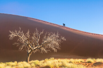 African landscape, beautiful sunset dunes, trees and nature of Namib desert, Sossusvlei, Namibia, South Africa