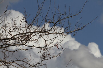 Fototapeta na wymiar cloudy sky