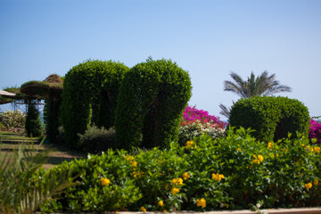 Obraz premium trees in the garden