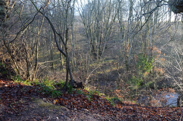 Sun breaking through mist at Craighall Den, Ceres, Fife, December 2021