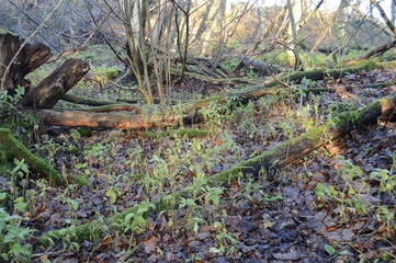 Floor of ancient woodland at Craighall Den, Ceres, Fife, December 2021