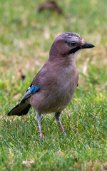 blue jay on a lawn
