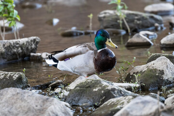 a mallard in the river
