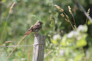 Fledgling Common redstart (Phoenicurus phoenicurus) in wild nature