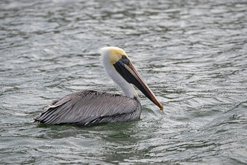 Brown Pelican swimming in an estuary.