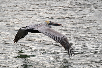 Brown Pelican flying low over an estuary.