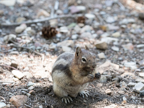 Wild Least Chipmunk Clutching a Piece of Food while Facing the Camera