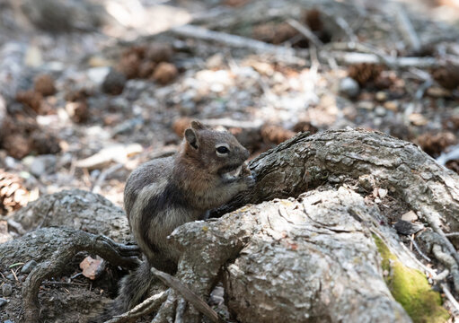 Profile View of a Least Chipmunk Holding a Piece of Food Near an Exposed Tree Root