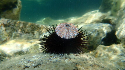 Test (shell) of Black sea urchin (Arbacia lixula) undersea, Aegean Sea, Greece, Halkidiki