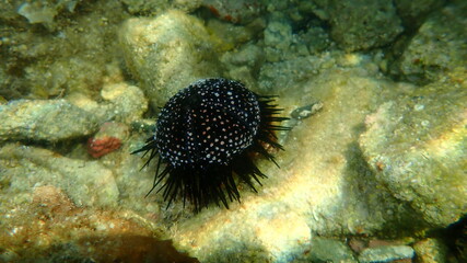 Naklejka na ściany i meble Test (shell) of Black sea urchin (Arbacia lixula) undersea, Aegean Sea, Greece, Halkidiki