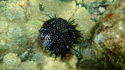Test (shell) of Black sea urchin (Arbacia lixula) undersea, Aegean Sea, Greece, Halkidiki