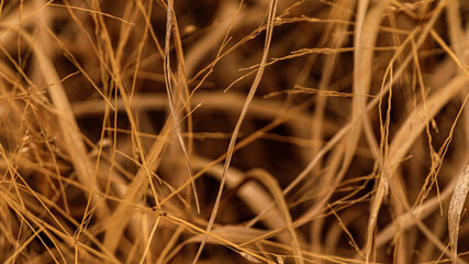 Golden Grasses