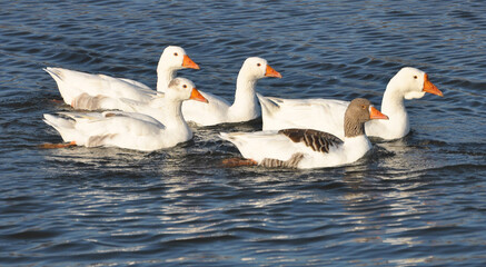 Fototapeta premium The geese swim in the river