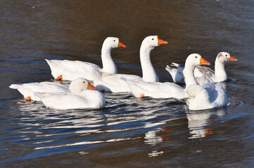 The geese swim in the river