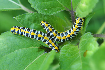 In nature, the plant caterpillars butterfly Cucullia (Cucullia) pustulata