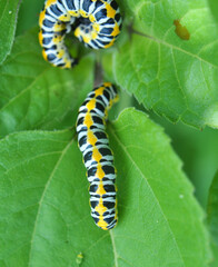 In nature, the plant caterpillars butterfly Cucullia (Cucullia) pustulata