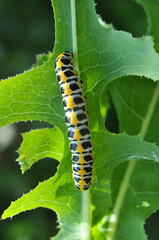 In nature, the plant caterpillars butterfly Cucullia (Cucullia) pustulata