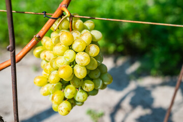 Ripe berries of green grape growing on branch in vineyard