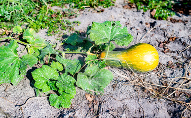 Zucchini with long stem and big leaves growing on garden bed