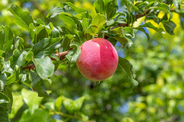 Red round plum ripening on plum tree, closeup. Plum berrie on branches among green leaves