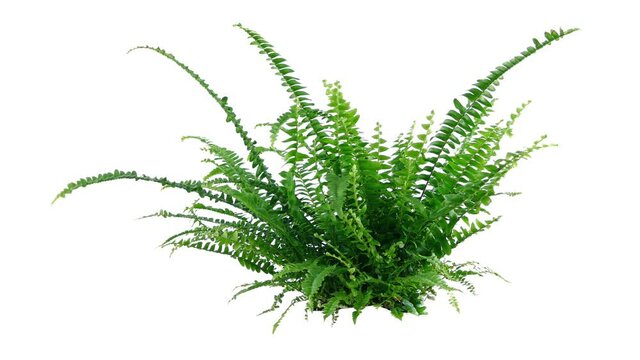 Small Green Fern In Breeze Isolated On White