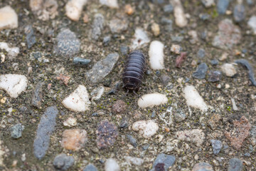 A Roly Poly bug 