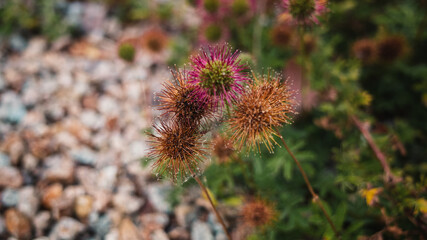 thistle flower in the field