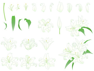 ゆりの花のイラストセット