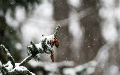 Snow on plants