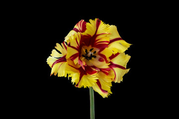 Blooming yellow and red parrot tulip blossom, isolated on black background