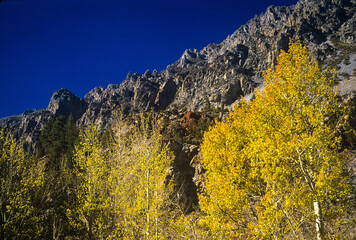 Yellow aspen trees with mountain background in fall in the Eastern Sierra.