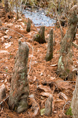 Fototapeta na wymiar Bald cypress knees protrude from a swampy area of Yellowwood State Forest, Brown County, Indiana. 